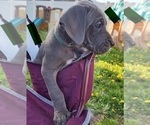 Small Photo #32 Great Dane Puppy For Sale in OGDEN, UT, USA
