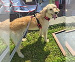 Small #2 Golden Retriever