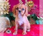Small Photo #5 Cavalier King Charles Spaniel Puppy For Sale in MIAMI, FL, USA
