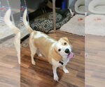 Small #8 Beagle