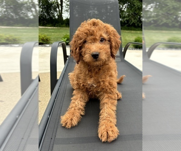 Medium Photo #3 Goldendoodle (Miniature) Puppy For Sale in FRANKLIN, IN, USA