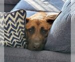 Small #14 German Shepherd Dog Mix