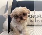 Puppy Stinkpot Shih Tzu