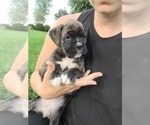 Puppy 2 Boxer