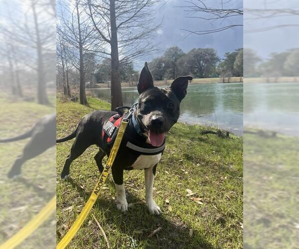 Medium Photo #3 American Staffordshire Terrier Puppy For Sale in Tallahassee, FL, USA