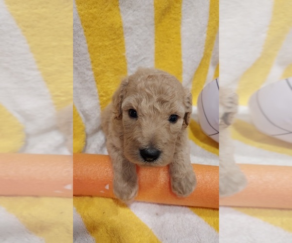 Medium Photo #17 Bordoodle Puppy For Sale in COPPERAS COVE, TX, USA