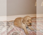 Small Photo #5 Golden Retriever Puppy For Sale in GRAND BAY, AL, USA