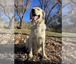 Mother of the Golden Retriever puppies born on 01/04/2026