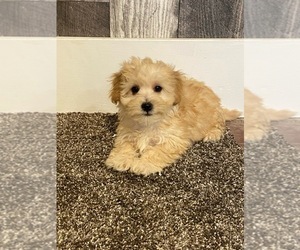 Coton de Tulear-Poodle (Toy) Mix Puppy for sale in SENECA FALLS, NY, USA