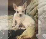 Small #1 Chihuahua Mix