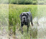 Small Neapolitan Mastiff