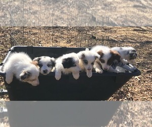 Border Collie Puppy for sale in LIVINGSTON, LA, USA
