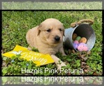 Puppy 5 Golden Retriever