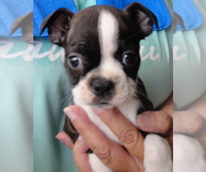 Boston Terrier Puppy for sale in CRKD RVR RNCH, OR, USA