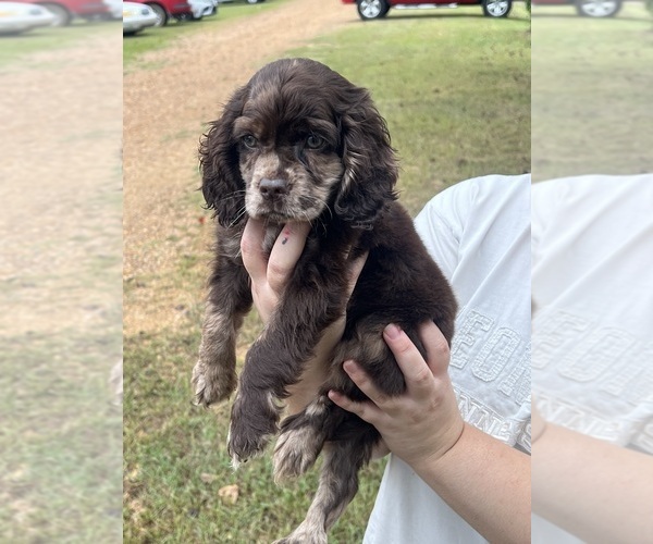 Medium Photo #1 Cockapoo (Toy) Puppy For Sale in MEMPHIS, TN, USA