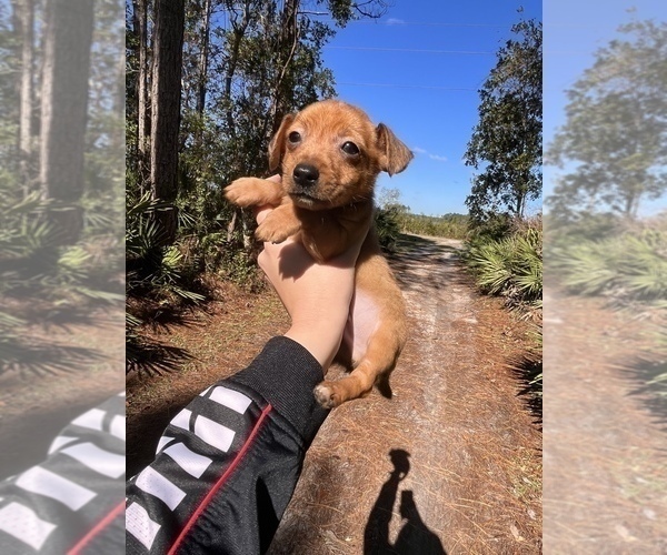 Medium Photo #1 Chihuahua-Chorkie Mix Puppy For Sale in SAINT AUGUSTINE, FL, USA