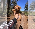Puppy 4 Chihuahua-Chorkie Mix