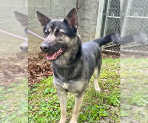 Huskies -Unknown Mix Dogs for adoption in Frenchburg, KY, USA