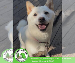 Shiba Inu Dogs for adoption in Stroudsburg, PA, USA
