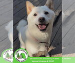 Small Shiba Inu