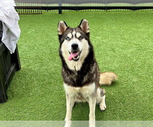 Siberian Husky Dogs for adoption in Orange, CA, USA