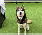 Small Siberian Husky