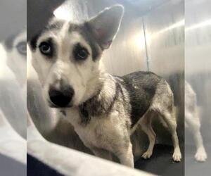 Siberian Husky-Unknown Mix Dogs for adoption in San Antonio, TX, USA