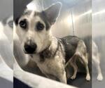 Small Siberian Husky Mix