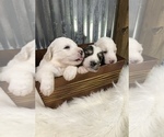 Small Photo #1 Pyredoodle Puppy For Sale in TRENTON, GA, USA