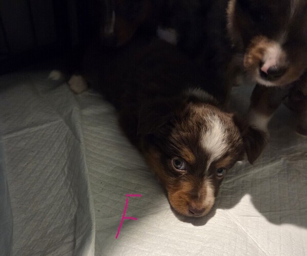 Medium Photo #20 Miniature Australian Shepherd Puppy For Sale in EVERTON, MO, USA