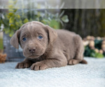 Small #1 Labrador Retriever