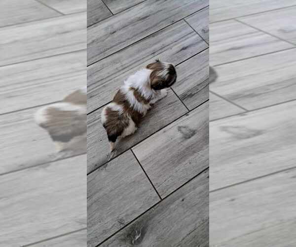 Medium Photo #4 Shih Tzu Puppy For Sale in FANNING SPGS, FL, USA
