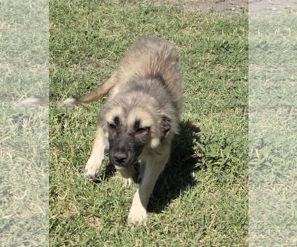 Medium Photo #5 Mutt Puppy For Sale in Minneapolis, MN, USA