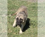 Small #4 Mutt
