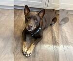 Small #1 Mutt