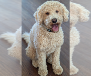 Father of the Labradoodle puppies born on 05/23/2025