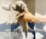 Small #19 American Bully