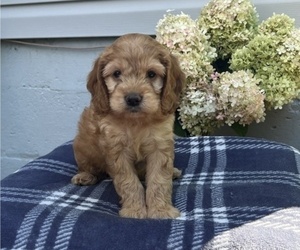 Cockapoo Puppy for sale in STANLEY, WI, USA