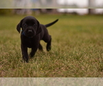 Small Photo #4 Labrador Retriever Puppy For Sale in KALONA, IA, USA