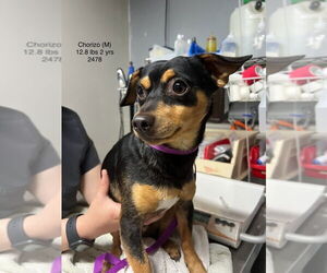 Chipin Dogs for adoption in Studio City, CA, USA
