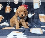 Lance - Male Cavapoo (Miniature) Puppy for Sale - Photo #2