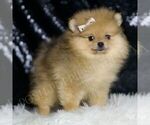 Small #4 Pomeranian
