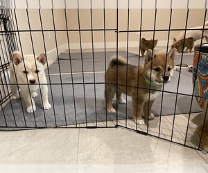 Shiba Inu Puppy for sale in LAVEEN, AZ, USA