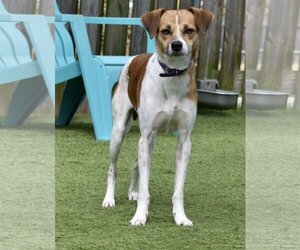 Jake - Male Jack Russell Terrier-Unknown Mix Dog for Adoption - Photo #3
