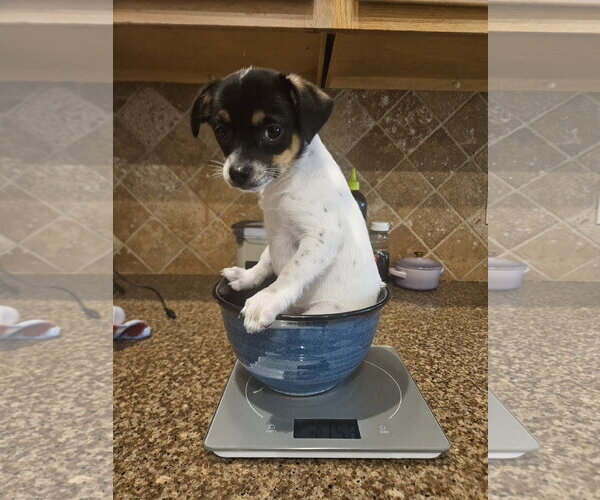 Medium Photo #1 Chihuahua-Unknown Mix Puppy For Sale in The Woodlands, TX, USA