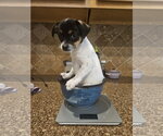 Violet - Female Chihuahua-Unknown Mix Dog for Adoption - Small photo