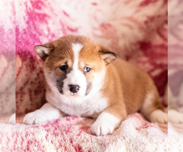 Medium Photo #3 Shiba Inu Puppy For Sale in MYERSTOWN, PA, USA