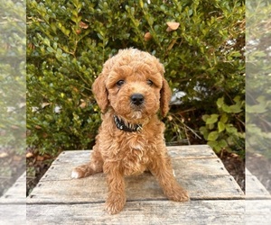 Cockapoo Puppy for sale in MIDDLEBURY, IN, USA