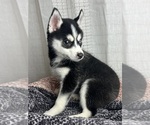 Small Photo #3 Pomsky Puppy For Sale in GREENWOOD, IN, USA