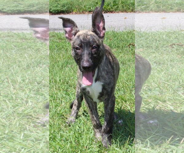 Medium Photo #3 Mutt Puppy For Sale in Prattville, AL, USA